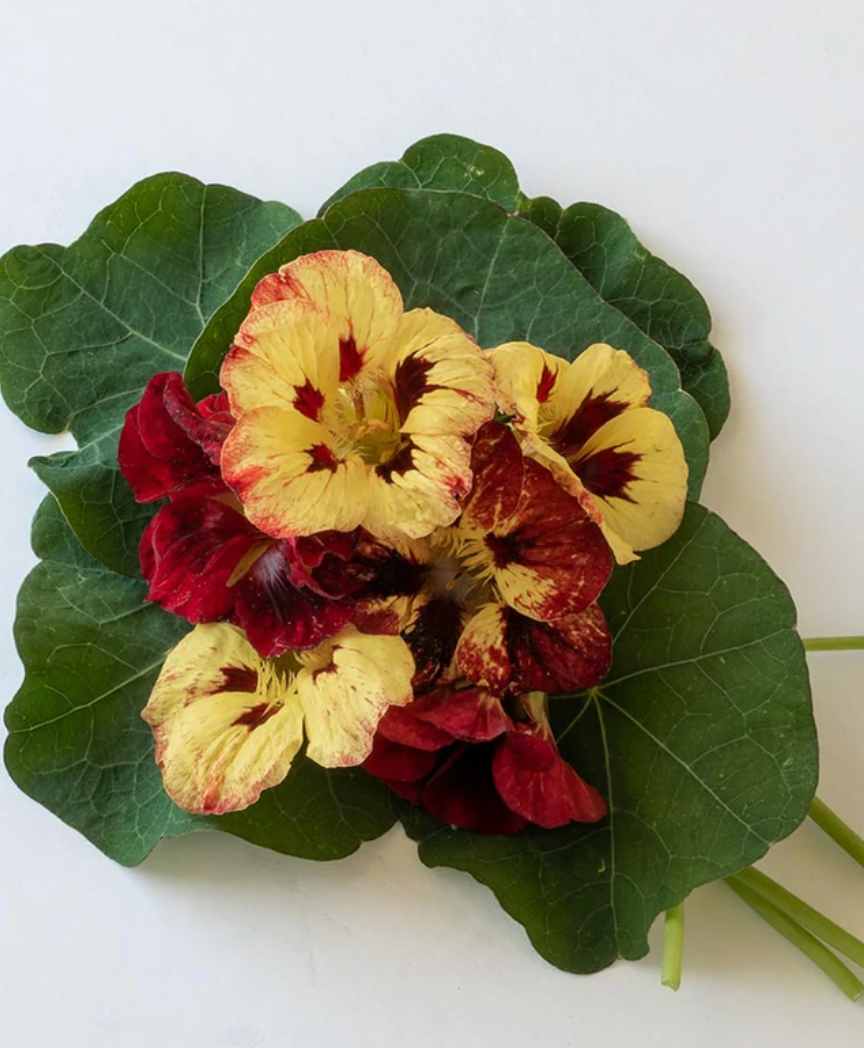 Seeds | Nastursiums Bloody Mary