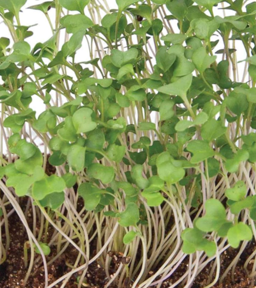 Microgreen Seeds | Broccoli
