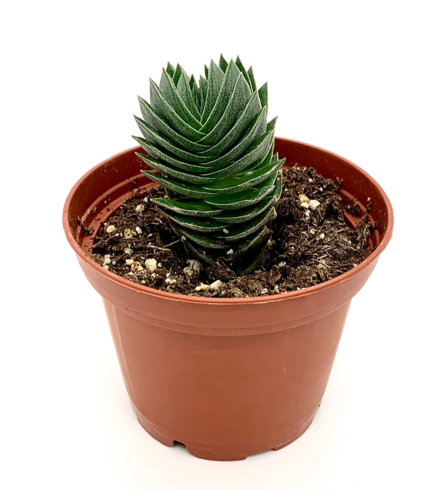 Crassula | Buddha's Temple