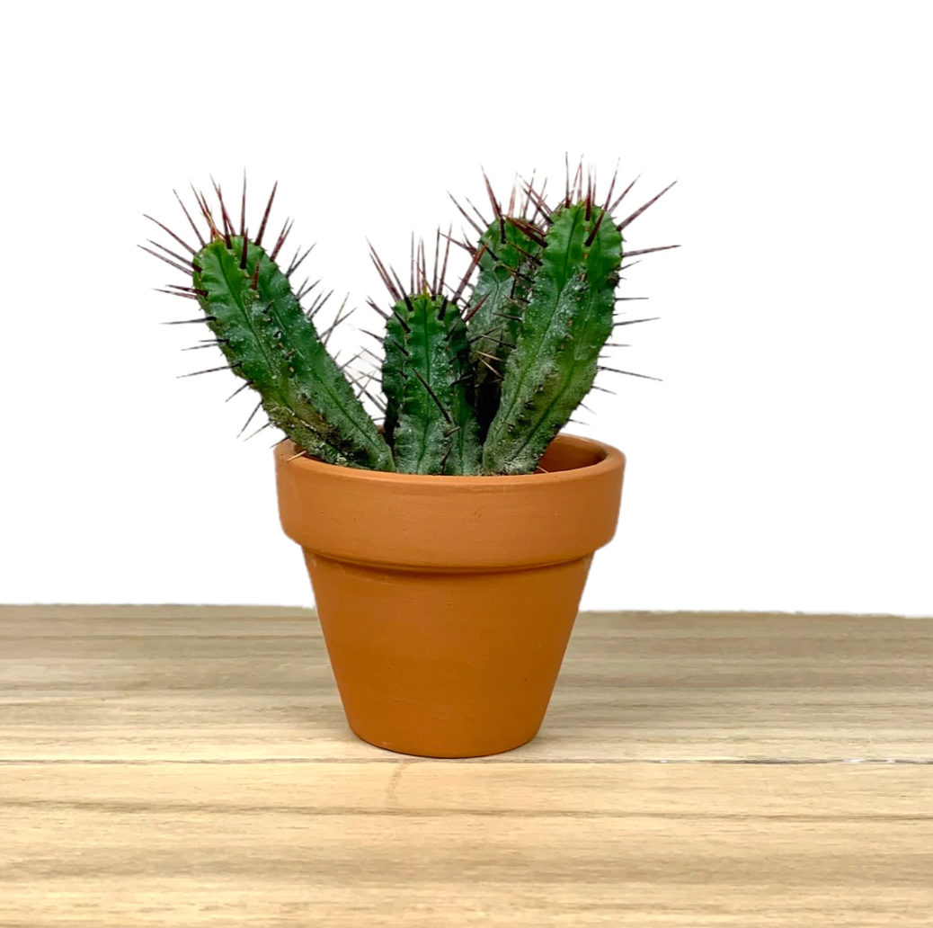 Cactus | Euphorbia Enopla 'Pincushion'