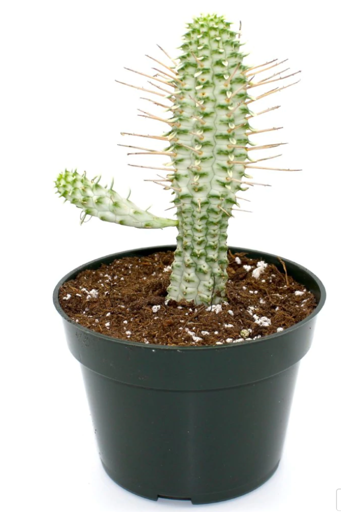 Cactus | Euphorbia Mammillaris Variegata