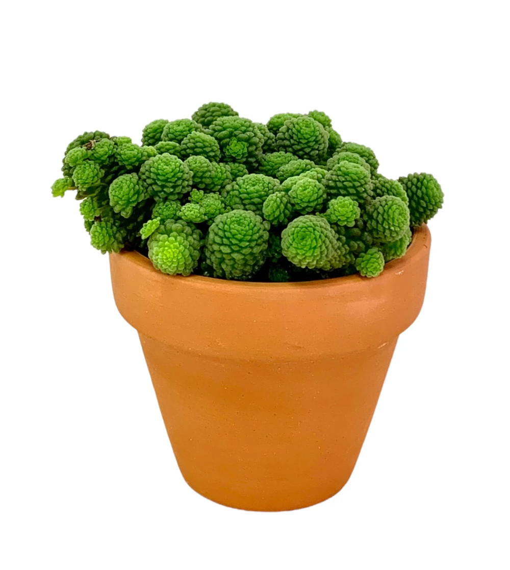 Monanthes Polyphylla | Succulent