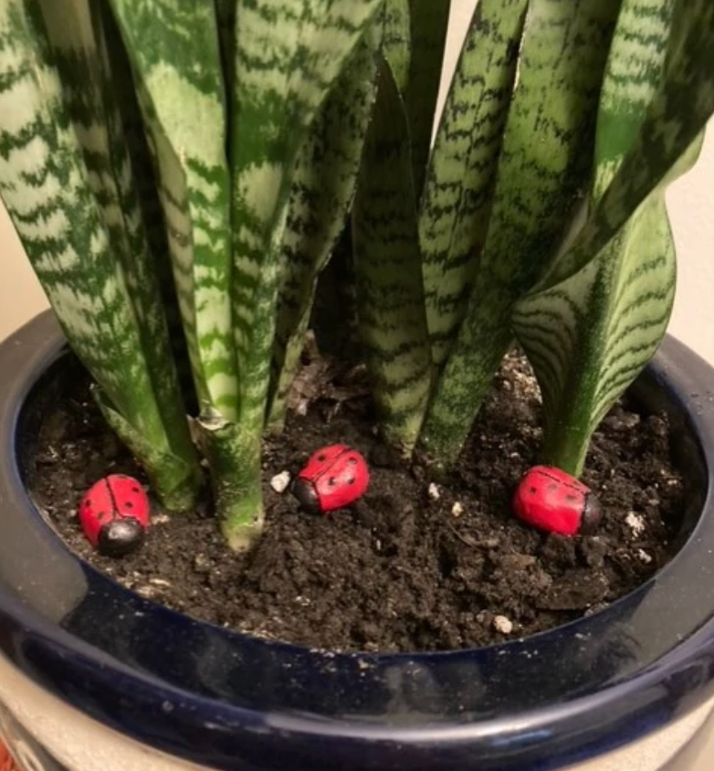 Gnome And Garden
