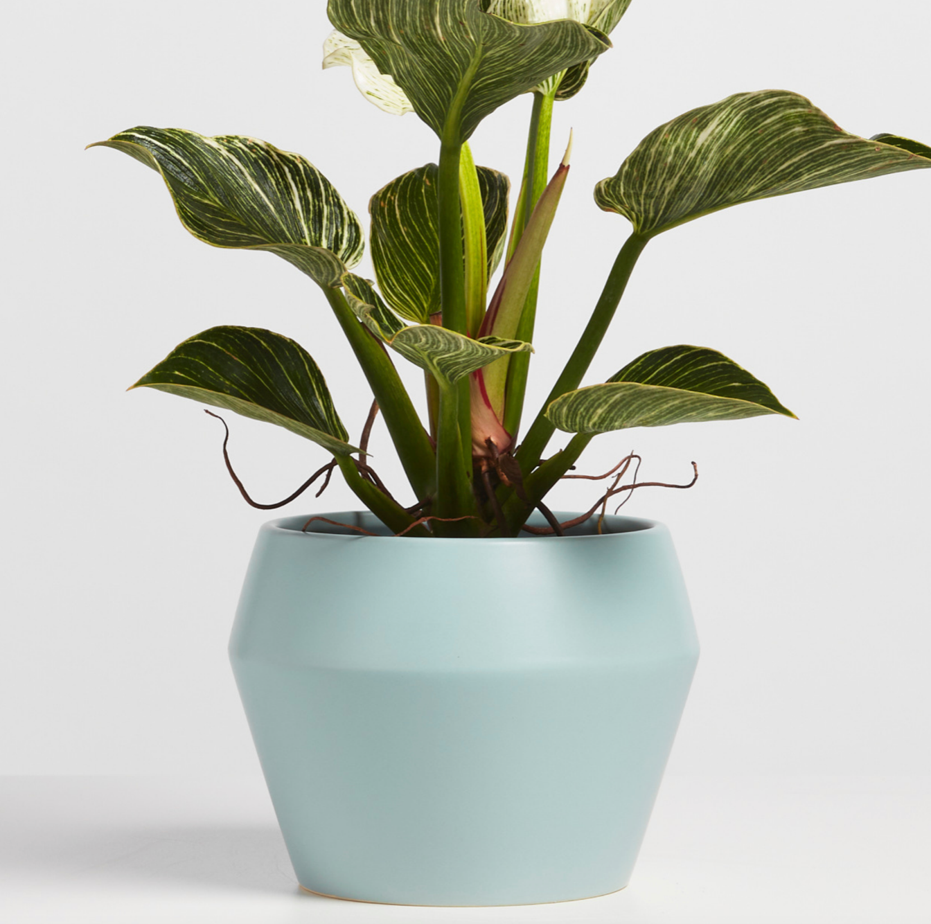 P & P | Modern Ceramic Planter