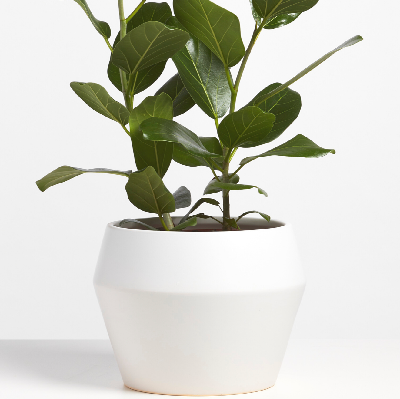 P & P | Modern Ceramic Planter