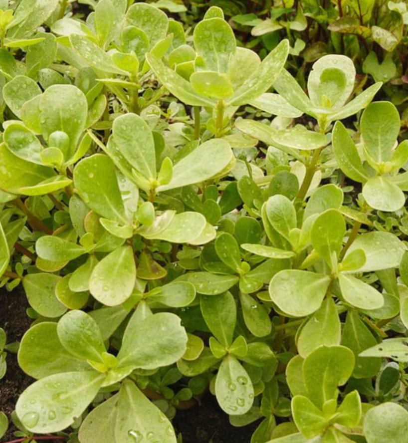 Purslane Tall Green | Wild Greens | Seeds