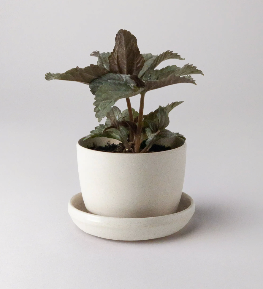 Kanso | Natural Textures Pot & Saucer