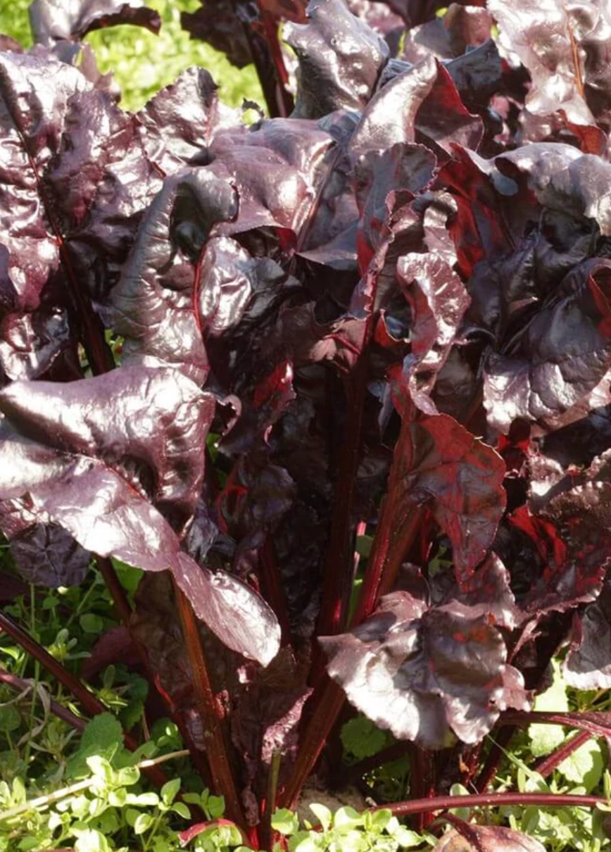 Seeds | Beets Bulls Blood