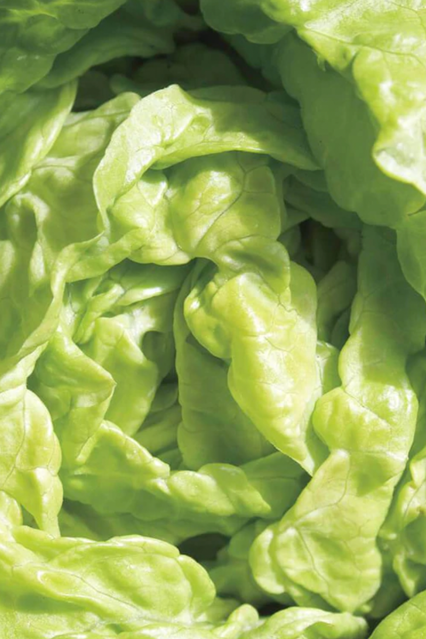 Seeds | Lettuce Tom Thumb