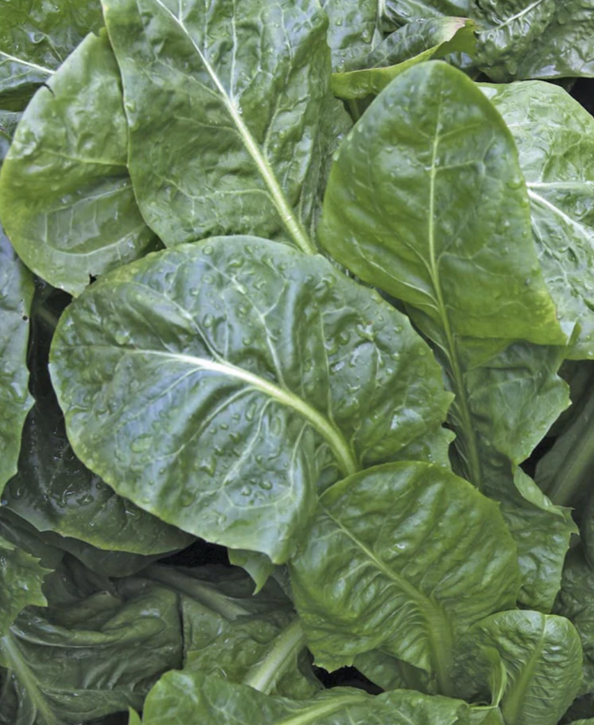 Spinach | Skookum | Seeds