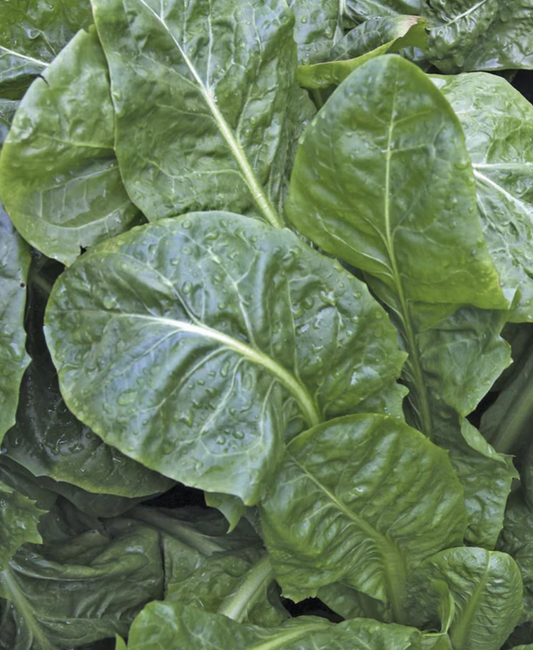 Seeds | Spinach Skookum