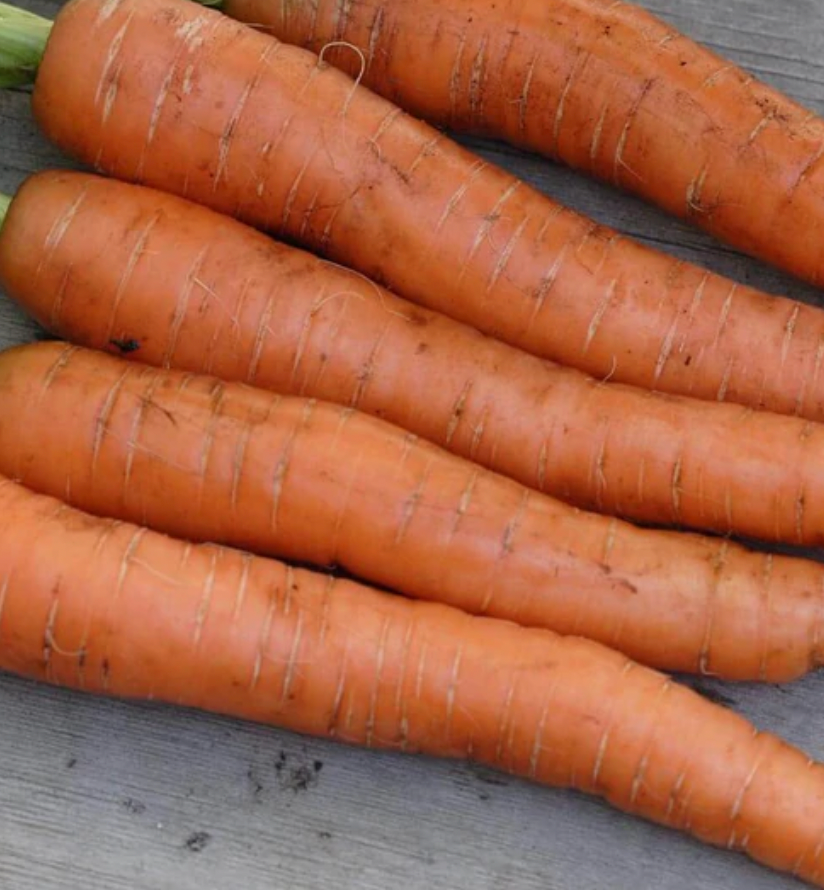 Seeds | Carrots Napoli