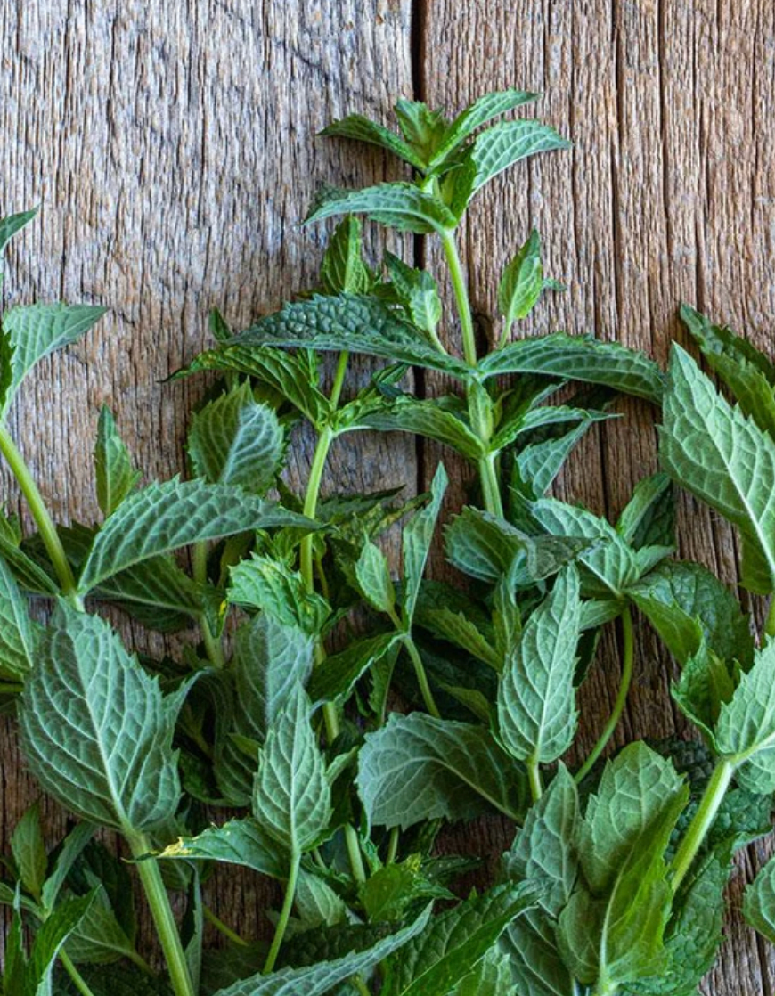 Seeds | Mint Peppermint