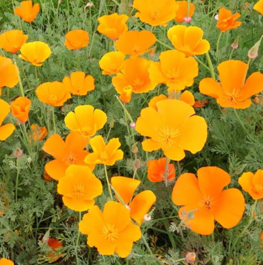 Seeds | Poppies California Orange