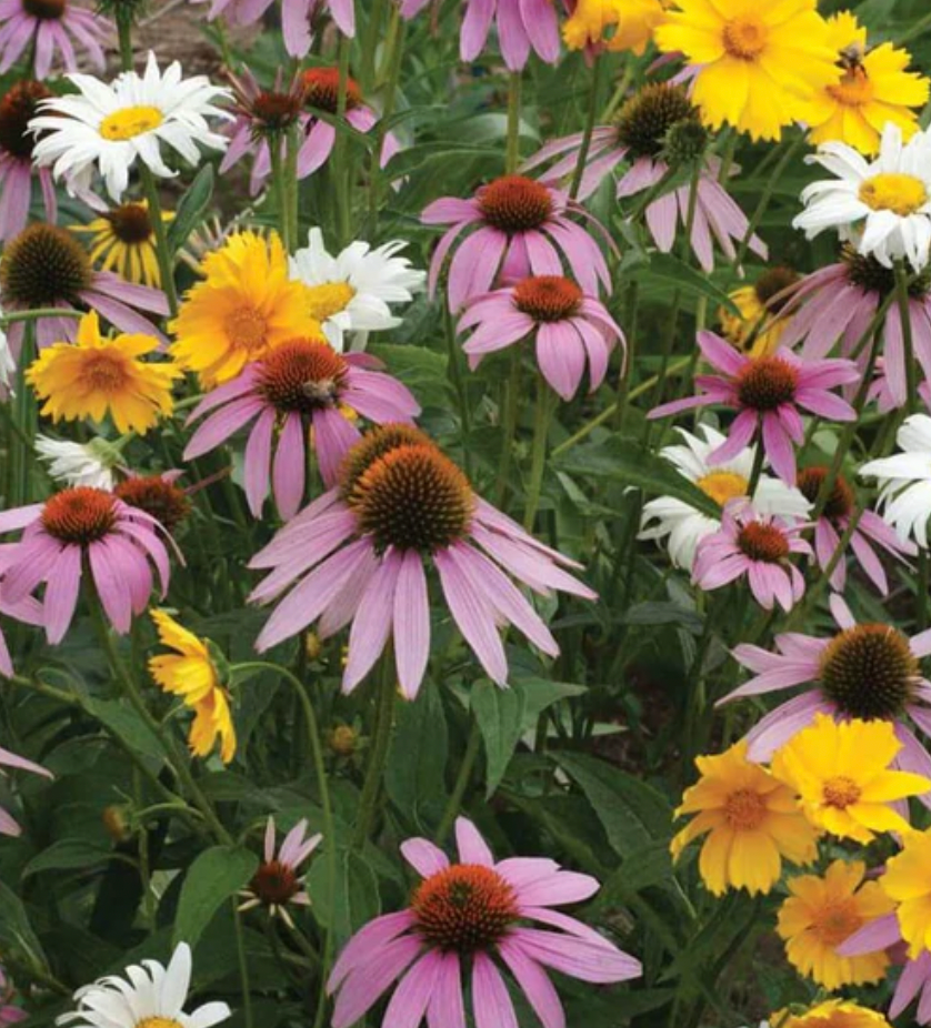 Seeds | Wildflowers Perennial Mix