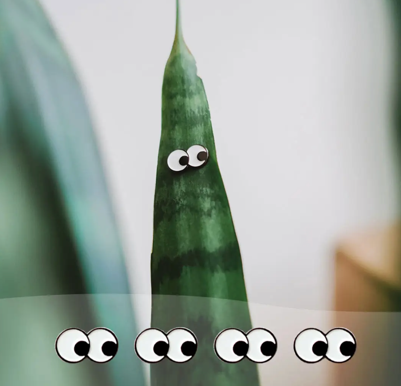 Plant Magnets