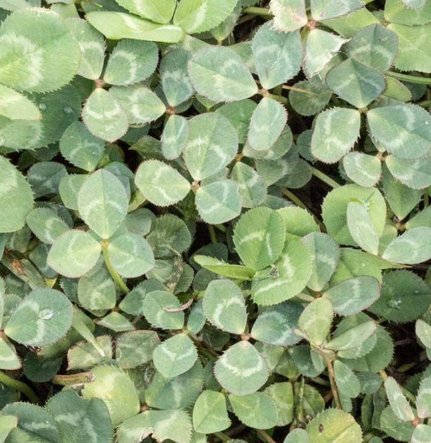 Lawn Replacement | Microclover (Pelleted) 250
