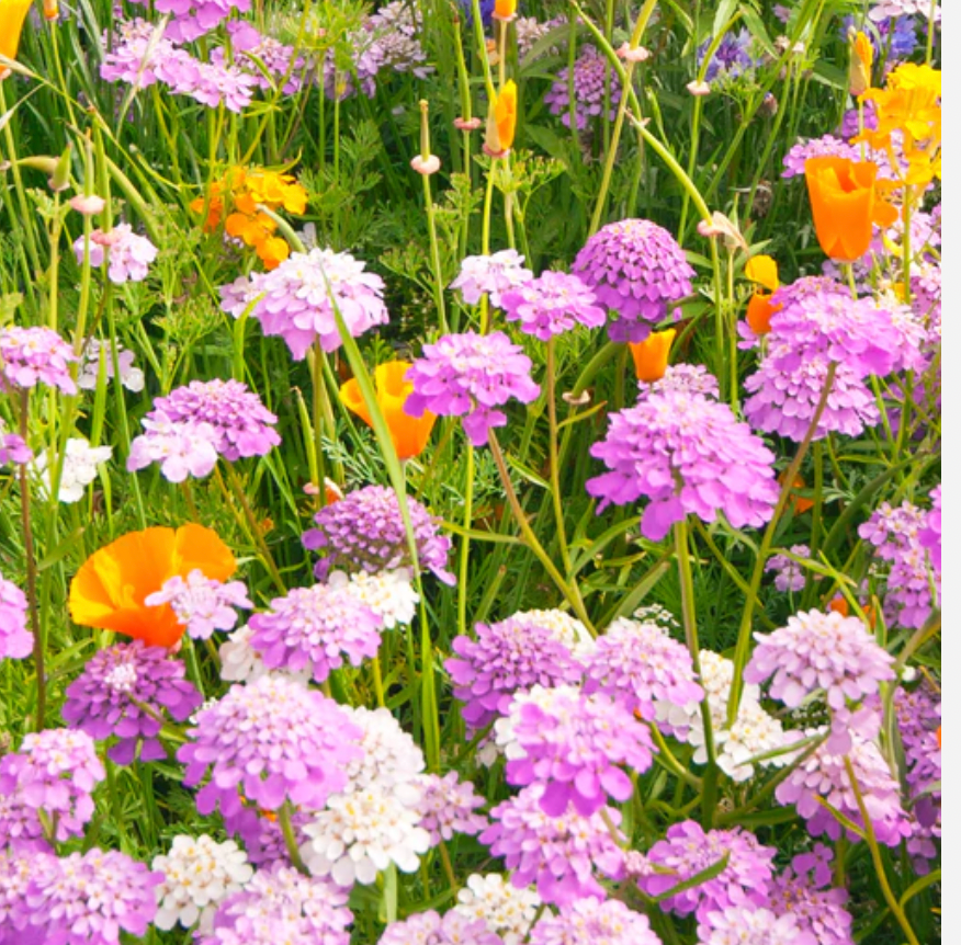 Wildflowers | Butterfly Blend | Seeds