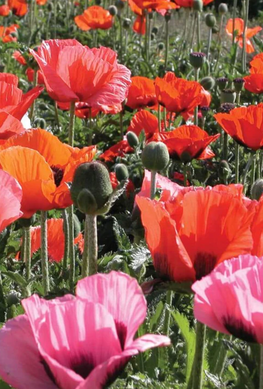Poppies | Pizzicato | Seeds