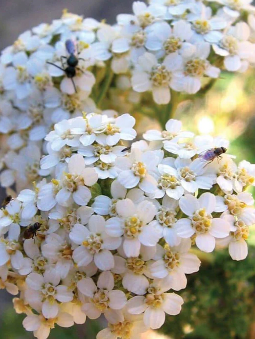Seeds | Western Yarrow