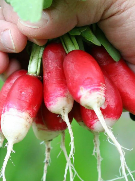 Seeds | Radish French Breakfast