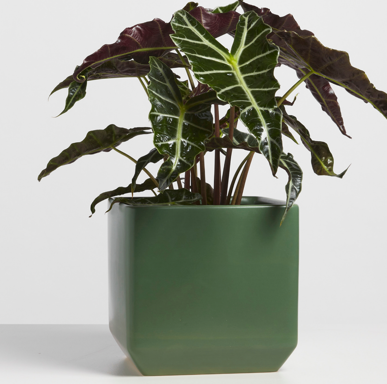 P & P | Square Ceramic