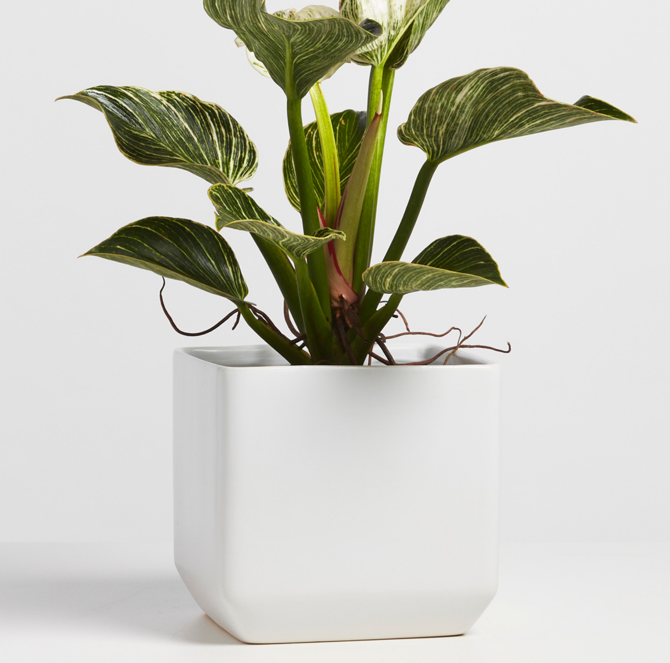 P & P | Square Ceramic