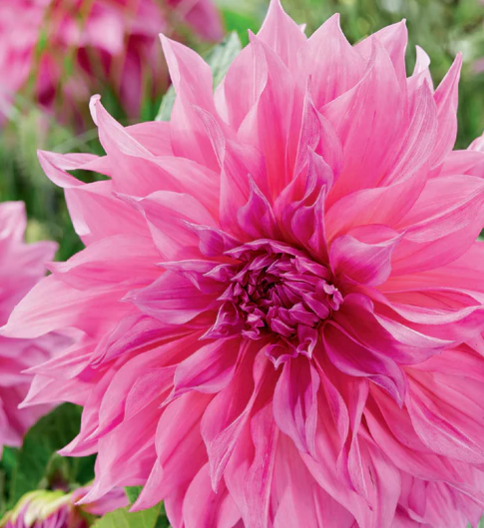 Dahlia | Cafe Au Lait Twist