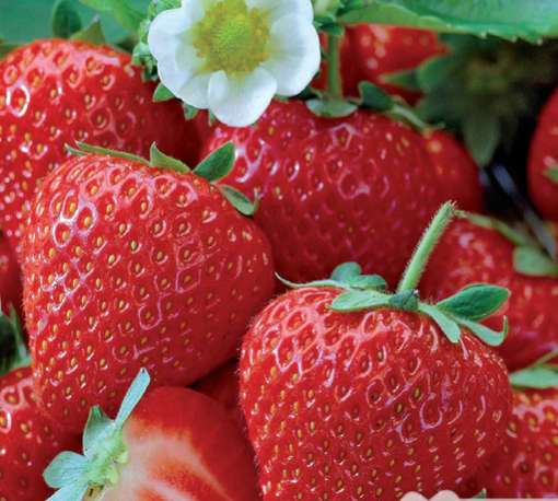 Strawberries | Hecker