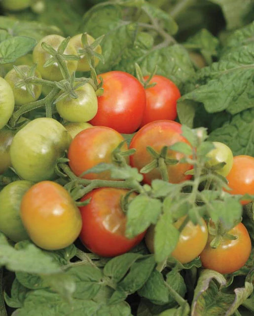 Seeds | Tomatoes Tiny Tim