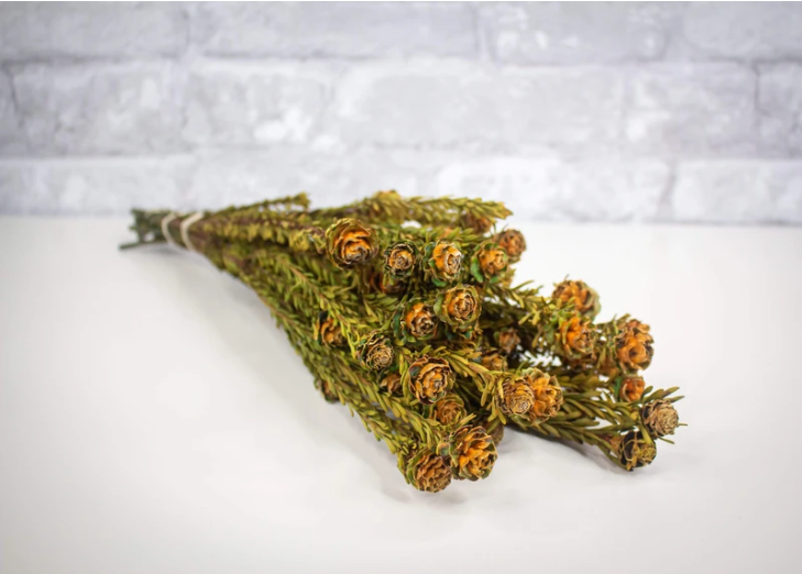 Dried & Preserved Floral | Tortum
