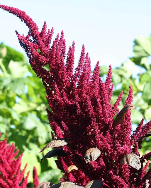 Amaranth| Burgundy Organic | Seeds