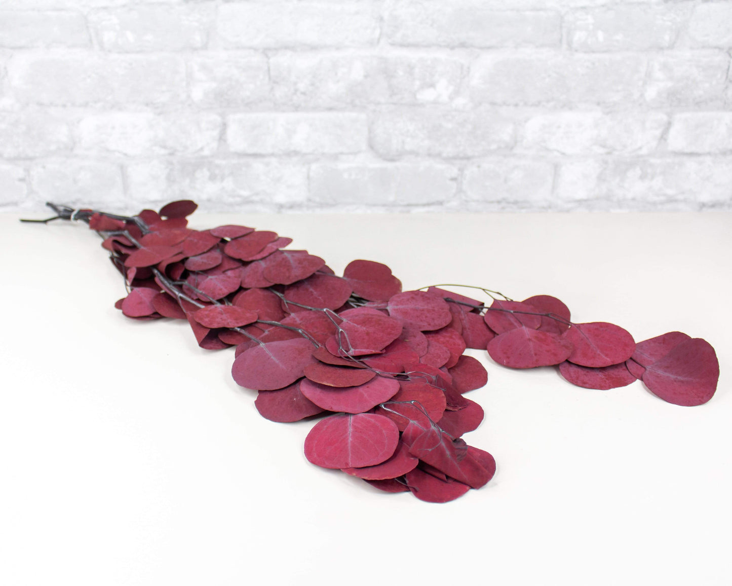 Dried & Preserved Floral | Eucalyptus Silver Dollar