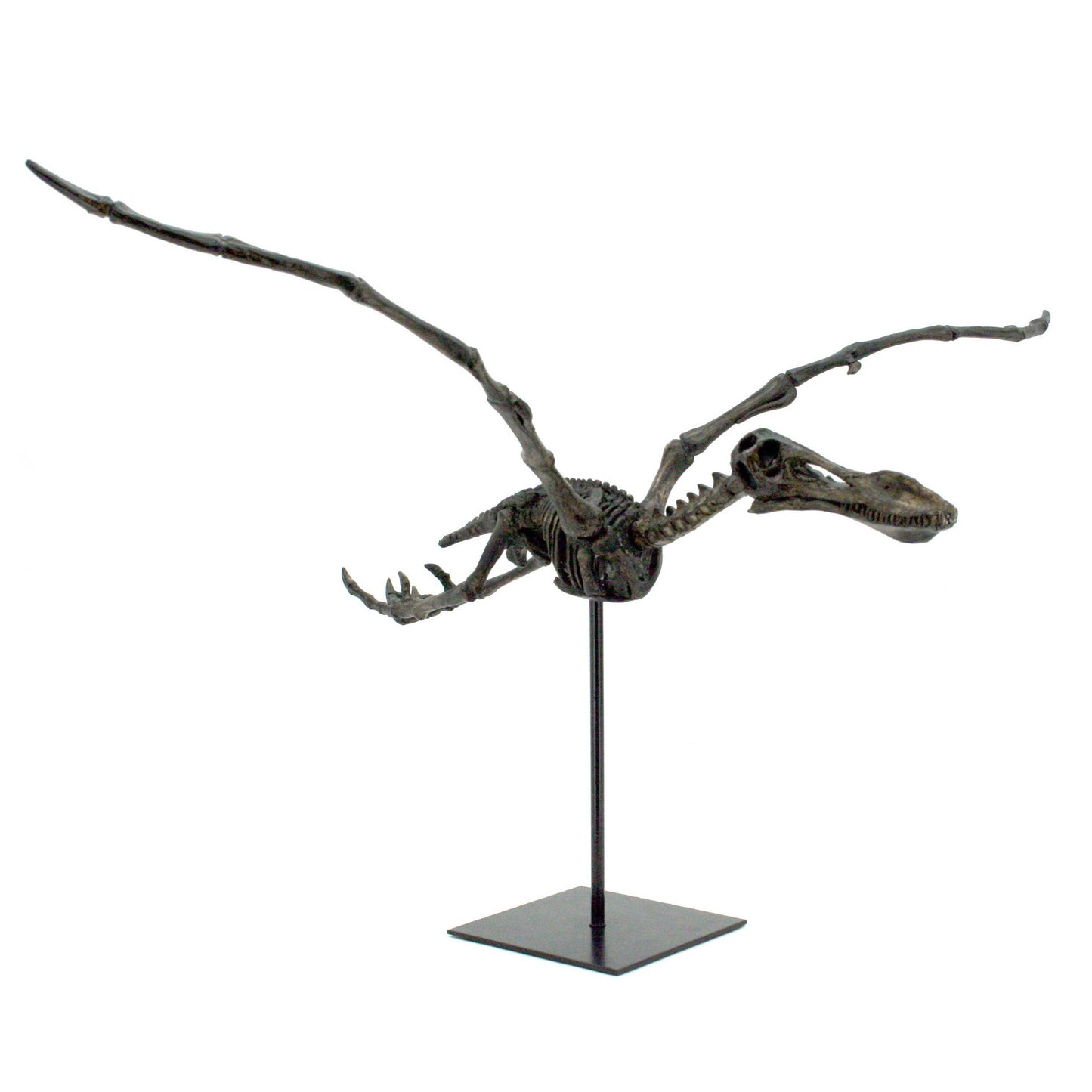 Pterosaur Fossil Replica