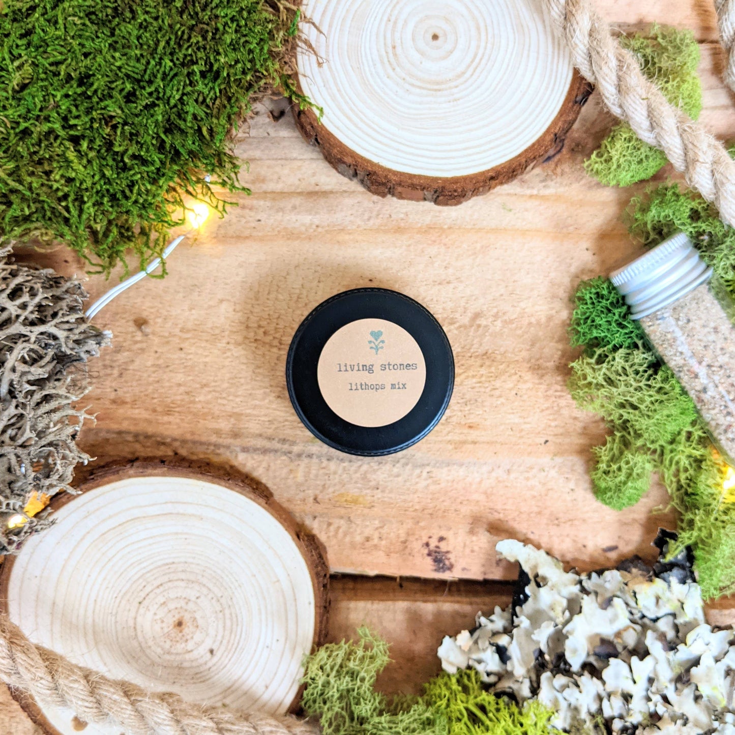 Seeds | Lithops AKA Living Stone