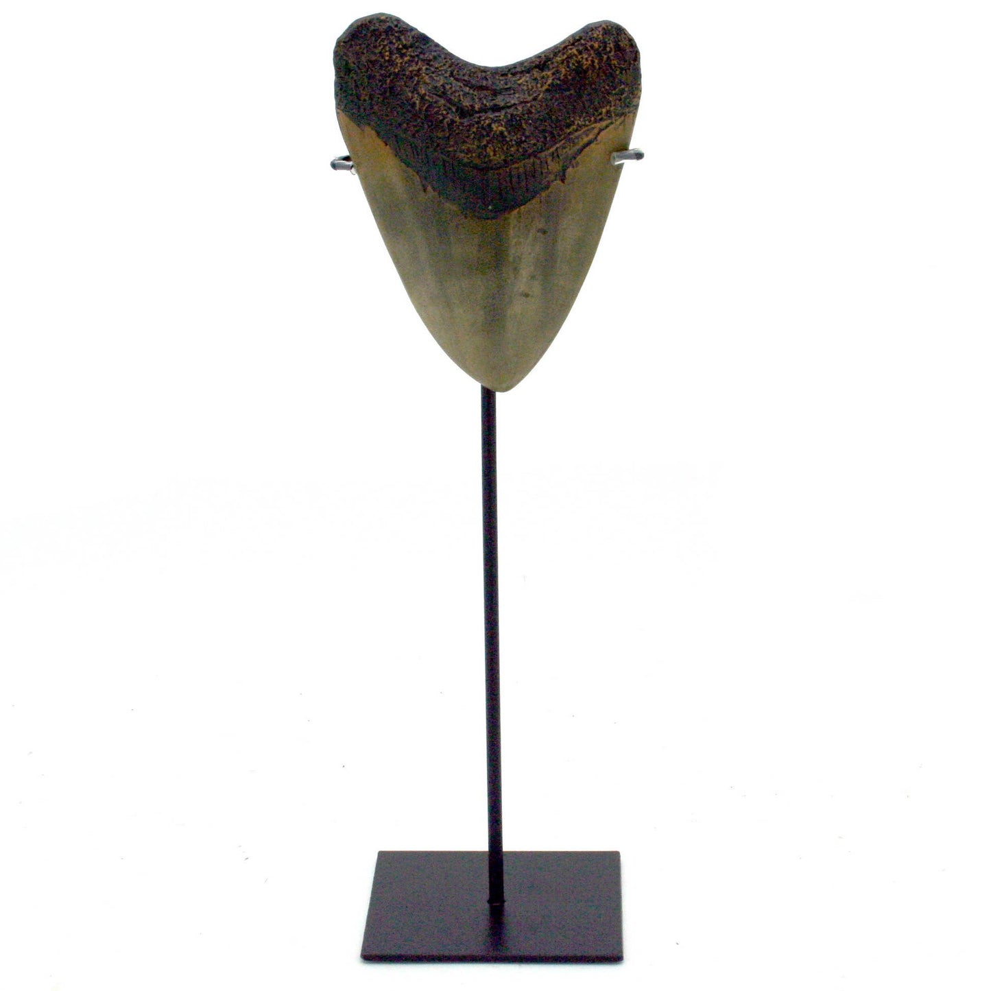 Megalodon Tooth Replica