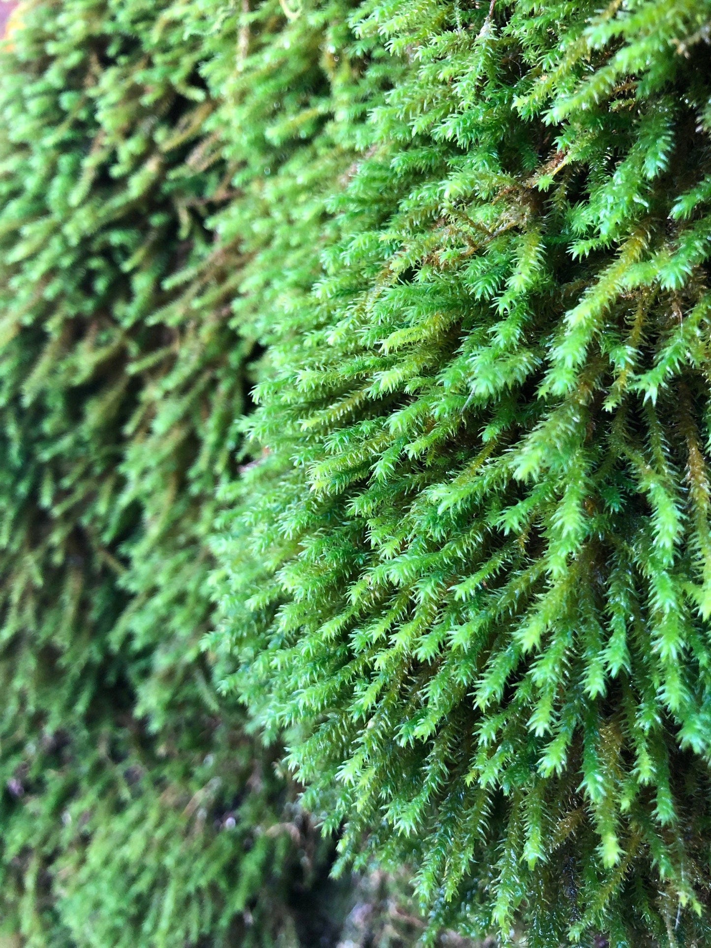 Moss | Anomodon Viticulosus