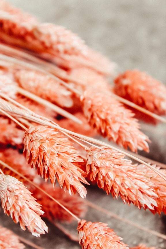 Dried & Preserved Floral | Phalaris Grass