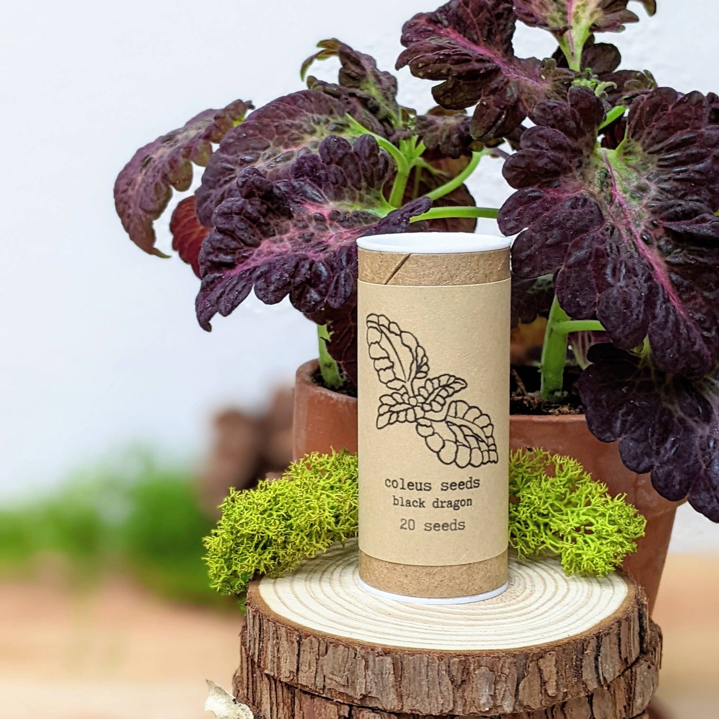 Seeds | Black Dragon Coleus