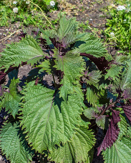 Seeds | Perilla Hojiso Shiso