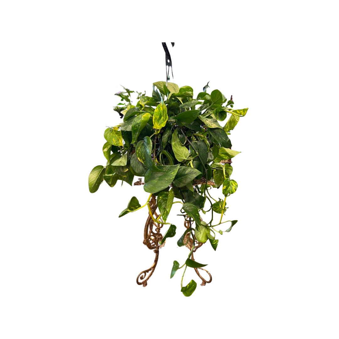 Pothos | Golden
