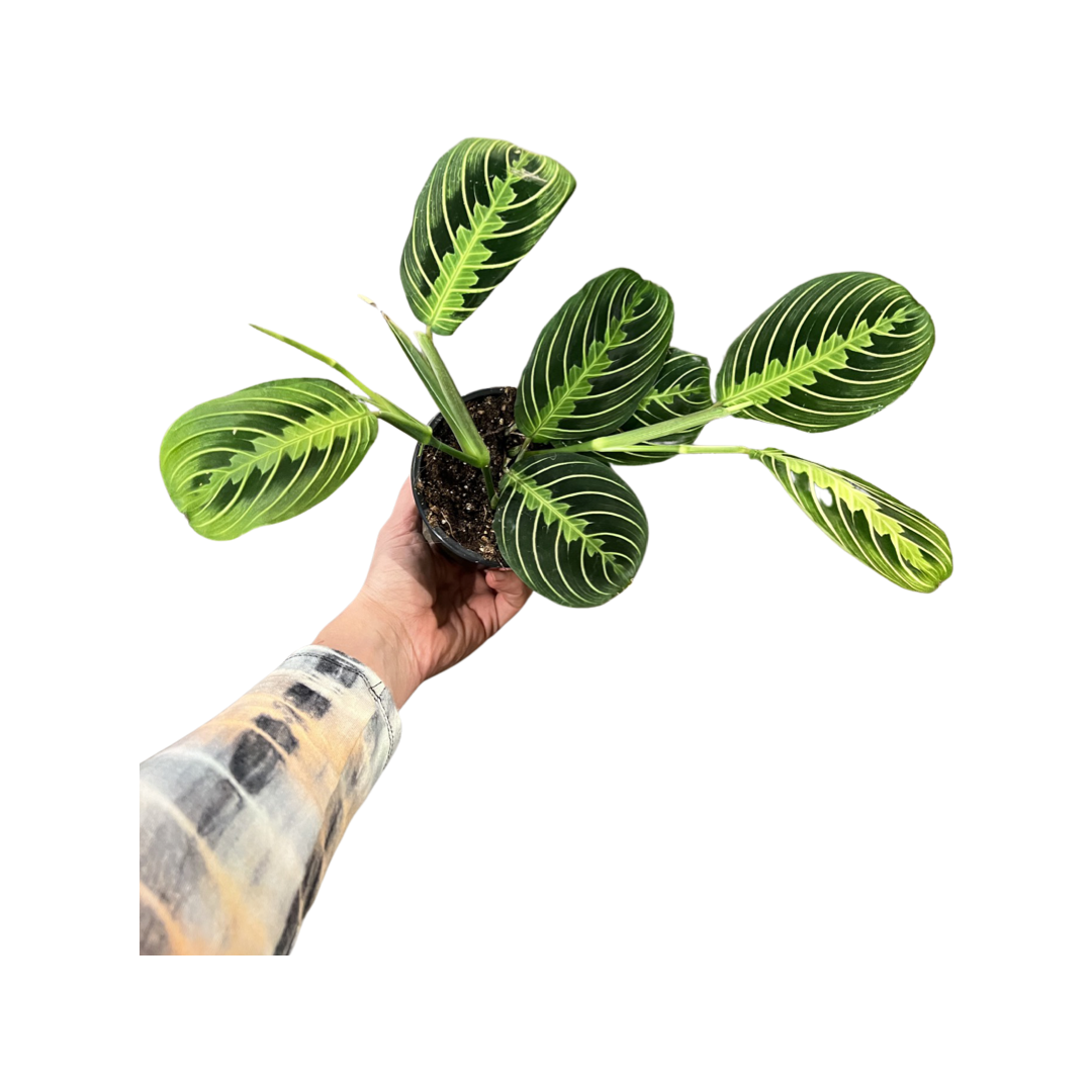 Maranta | Leuconeura Lemon