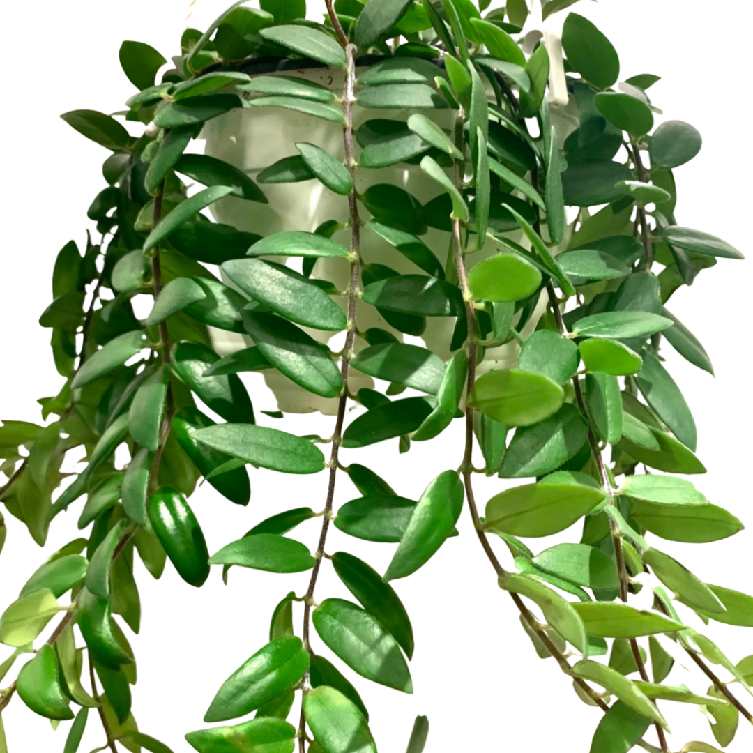 Lipstick Plant | Myra