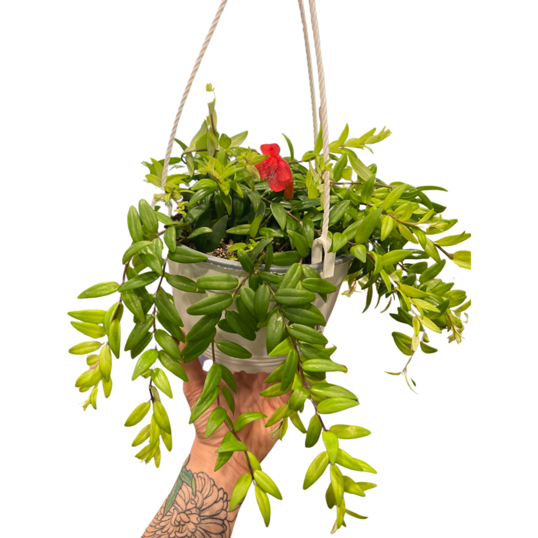 Lipstick Plant | Japhrolepsis