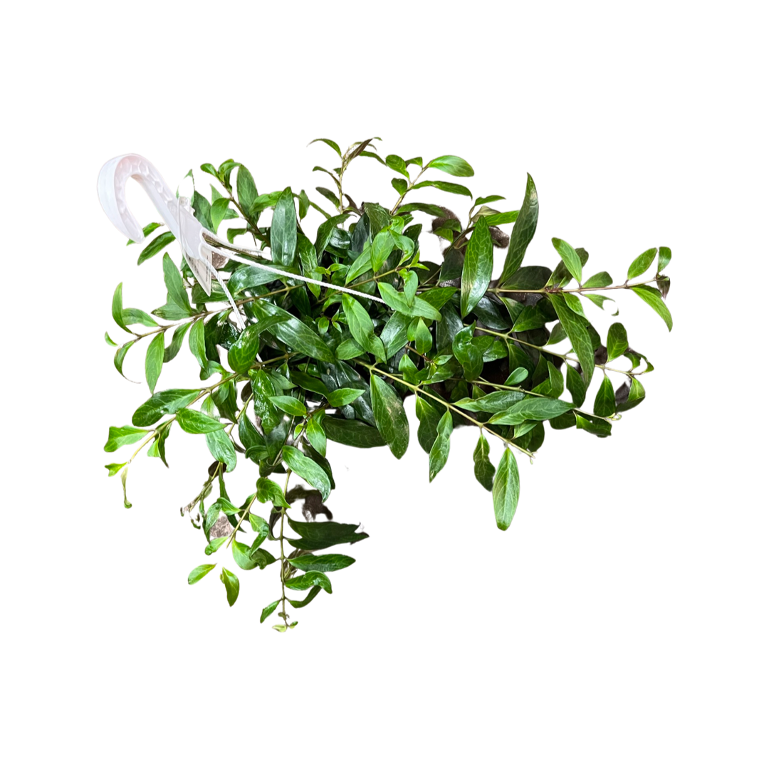 Lipstick Plant | Black Pagoda