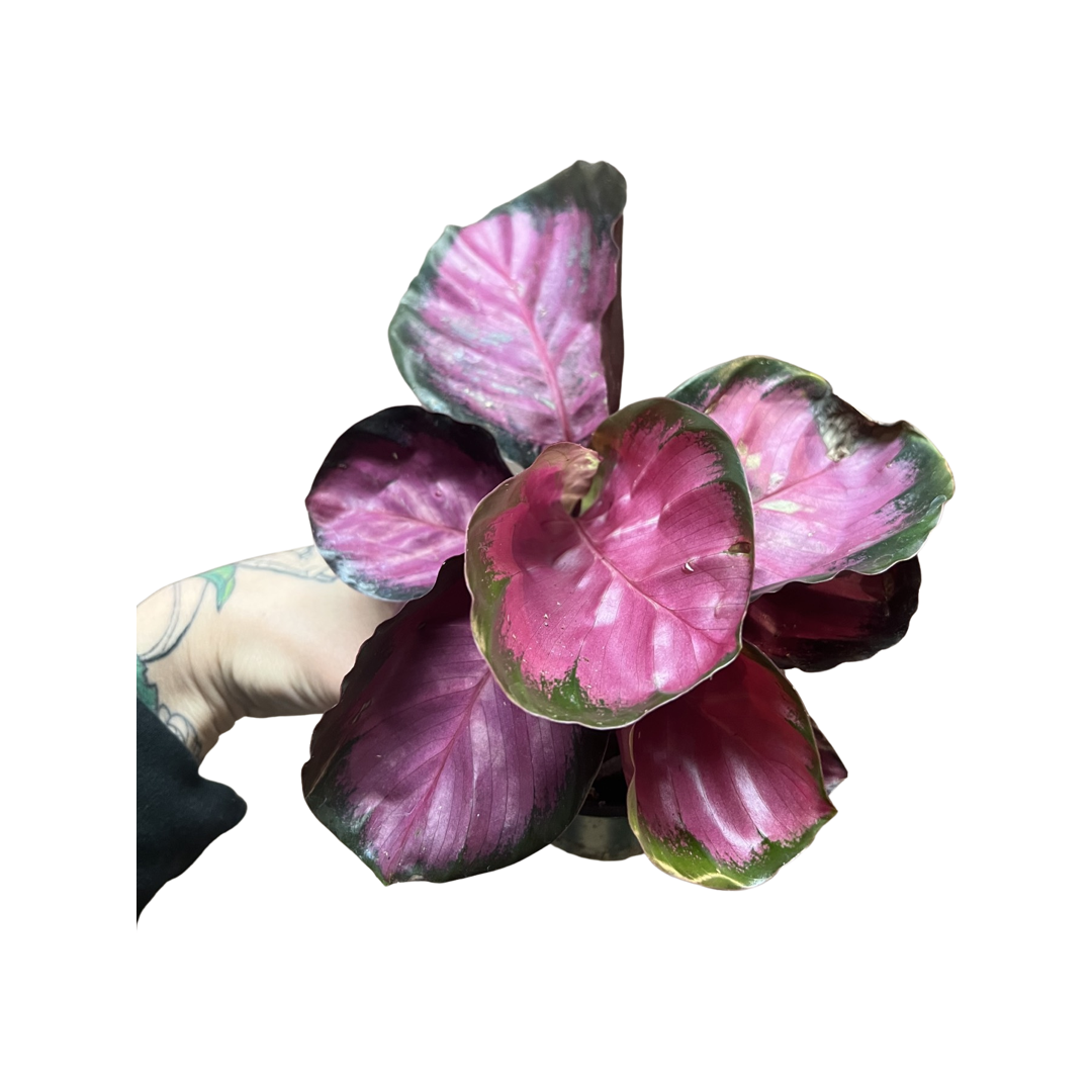 Calathea | Roseapicta "Rosy"
