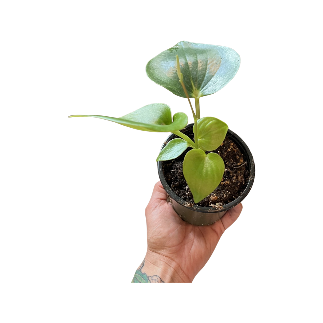 Peperomia | Raindrop