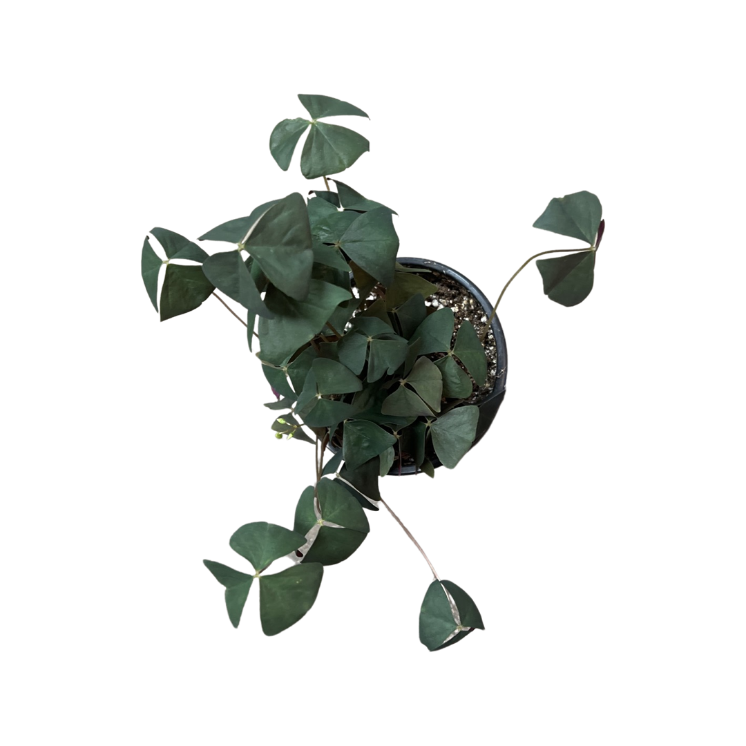 Oxalis Green 4”