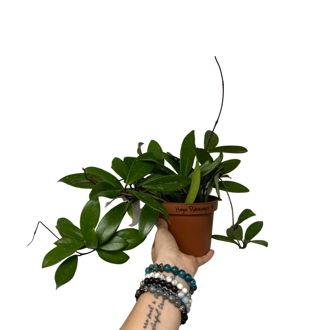 Hoya | Pubicalyx
