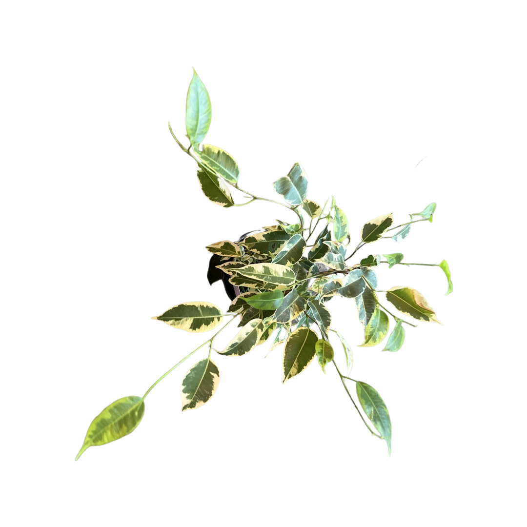 Ficus | Benjamina